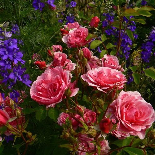 Różowy  - Róże pienne - z kwiatami róży angielskiej - korona krzaczasta